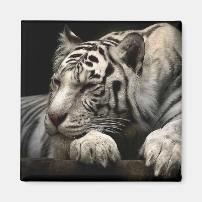 Resting White Tiger Magnet (Front)