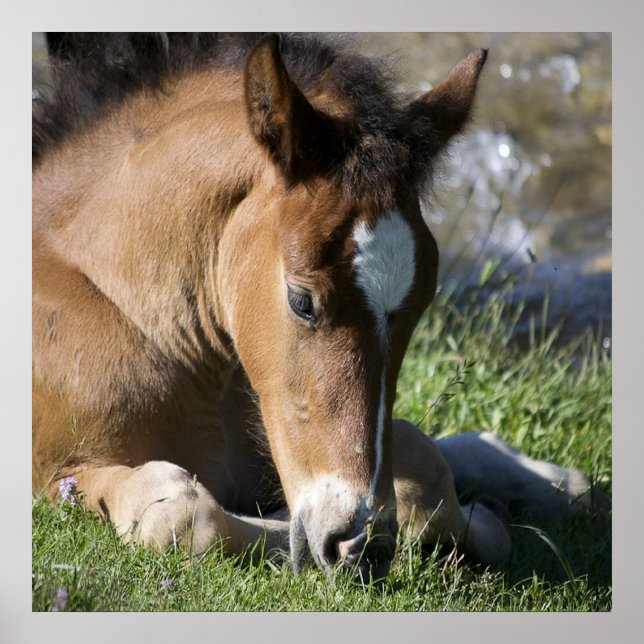 Resting Wild Pony Poster (Front)