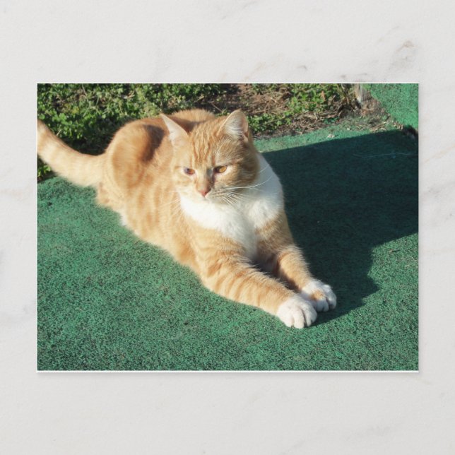Resting Yellow Cat Postcard (Front)