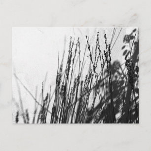 Restio / Grass black and while silhouette Postcard