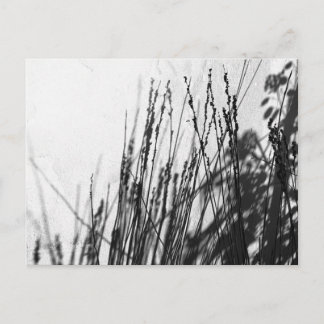 Restio / Grass black and while silhouette Postcard