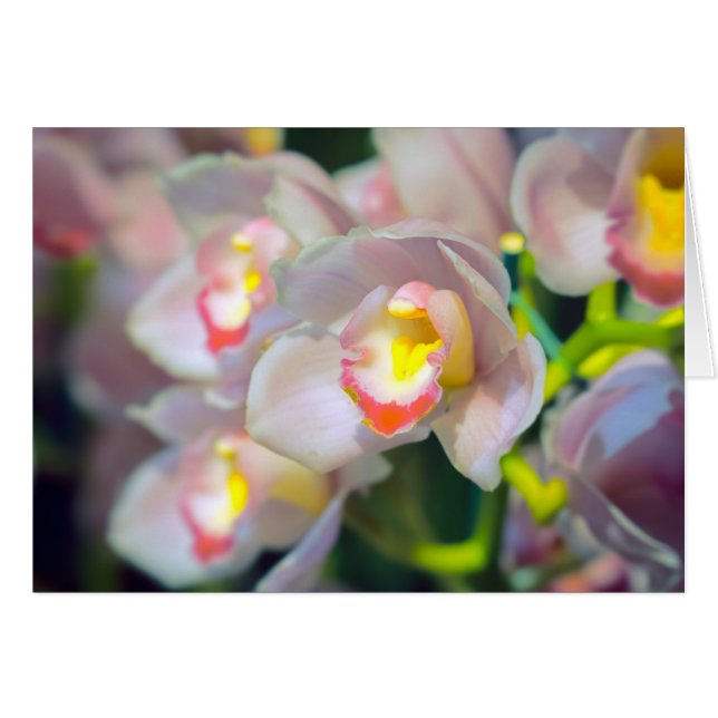 Restyle de l'orchidée (Devant horizontal)