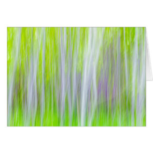 Résumé des arbres d'Aspe Sentier de la rivière Y