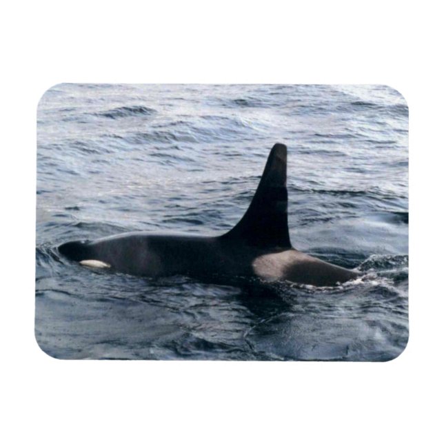 Resurrection Bay Orca Whale Photo Designed Magnet (Horizontal)