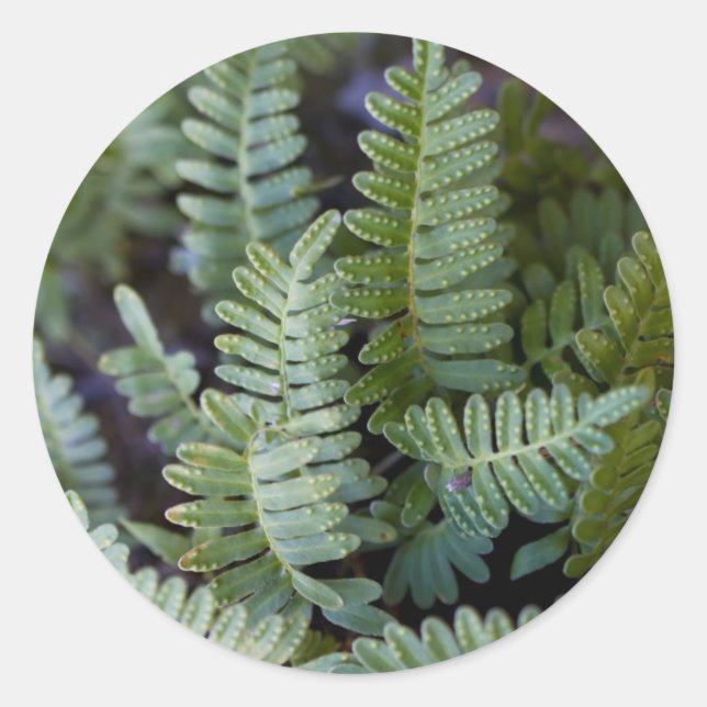 Resurrection Fern - Polypodium polypodioides Classic Round Sticker (Front)
