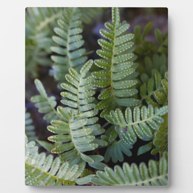 Resurrection Fern - Polypodium polypodioides Plaque (Front)