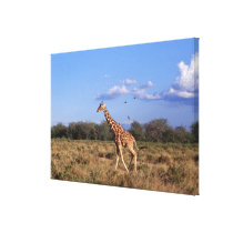 Reticulated Giraffe 2 Stretched Canvas Prints