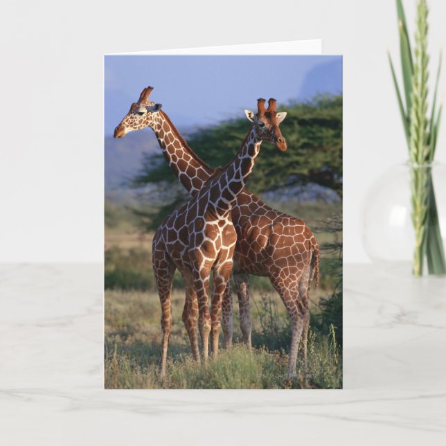 Reticulated Giraffe 2 Card (Front)