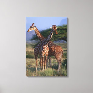 Reticulated Giraffe 4 Canvas Print