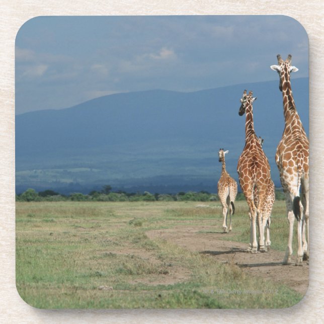 Reticulated Giraffe (Giraffa camelopardalis) 2 Coaster (Front)