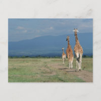 Reticulated Giraffe (Giraffa camelopardalis) 2