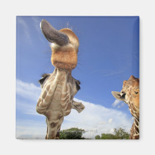 Reticulated Giraffe (Giraffa camelopardalis) 3 Magnet