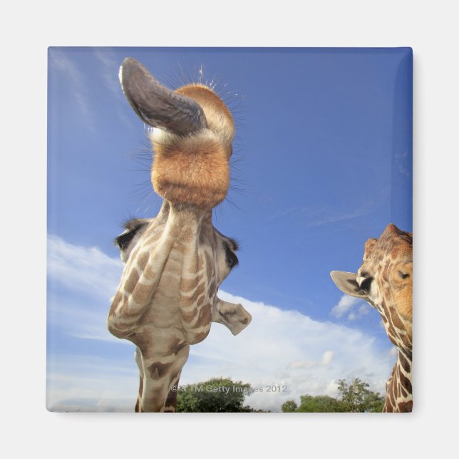 Reticulated Giraffe (Giraffa camelopardalis) 3 Magnet (Front)