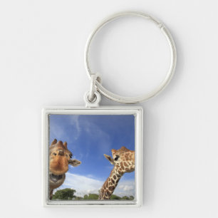 Reticulated Giraffe (Giraffa camelopardalis) Keychain
