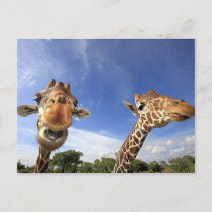 Reticulated Giraffe (Giraffa camelopardalis) Postcard