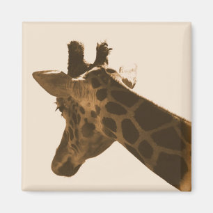 reticulated giraffe in sepia magnet
