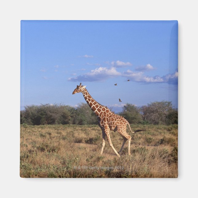 Reticulated Giraffe Magnet (Front)
