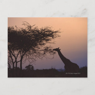 Reticulated Giraffe Postcard