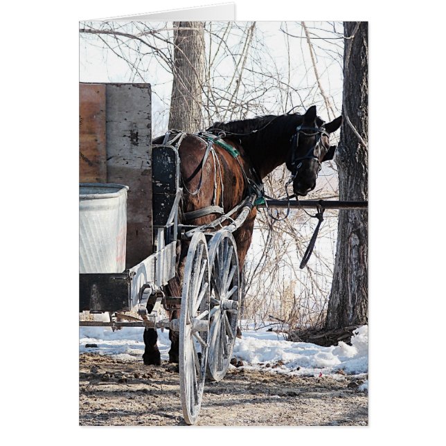 Retour Amish Horse Toutes les occasions Salutation (Devant)