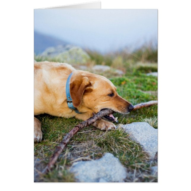 Retriever avec bâton (Devant)