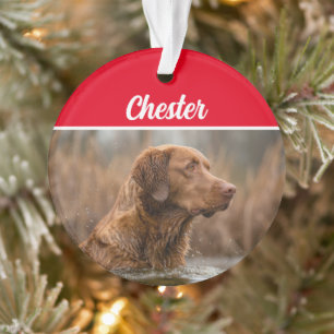 Retriever Chesapeake avec nom et photo Noël