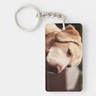 Retriever du Labrador