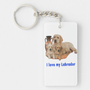 Retriever du Labrador