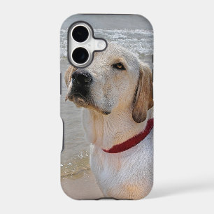 Retriever Eyes