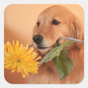 Retriever Or Avec Stickers Fleur