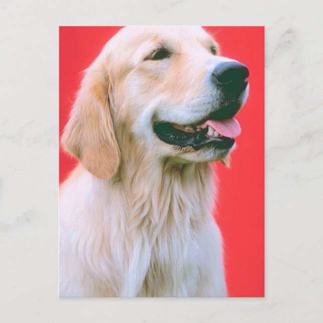 Retriever Panting Postcard (Front)