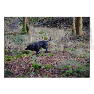 Retriker de Black Labrador