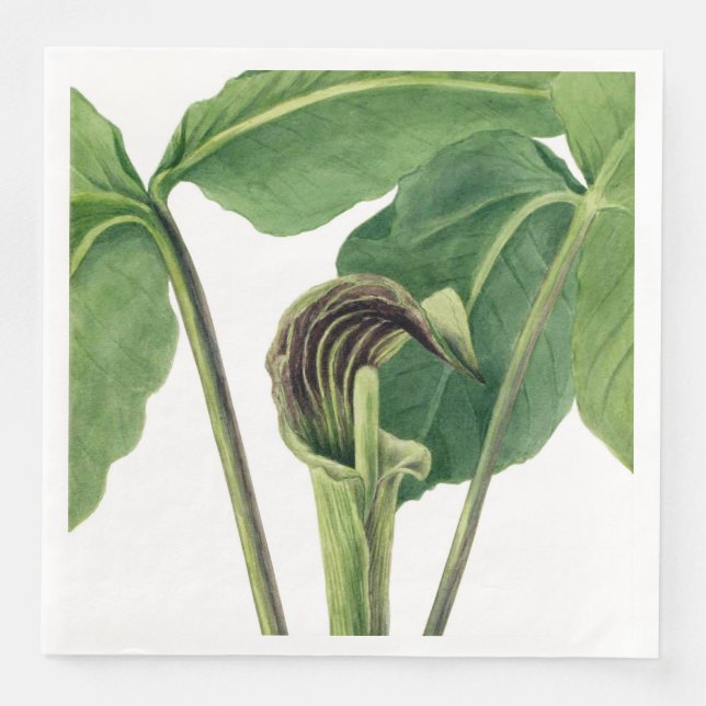 RETRO BOTANICAL ILLUSTRATION: JACK IN THE PULPIT  NAPKIN (Front)