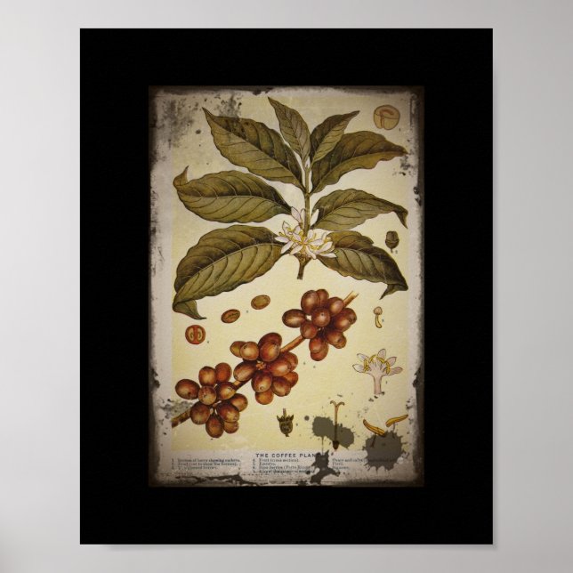 Retro Botanical Image Coffee Poster (Front)