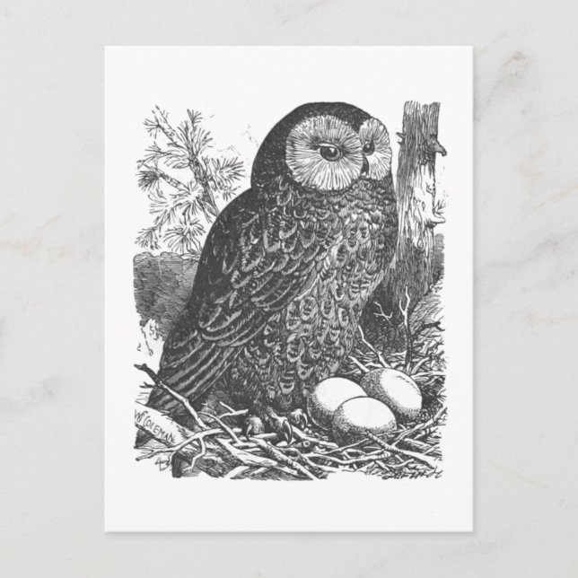 Retro brooding owl drawing postcard (Front)