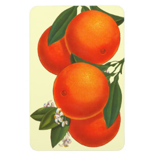Retro Crate Art Oranges Magnet