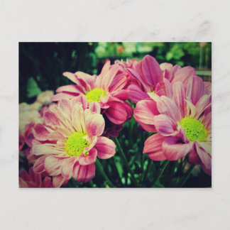 Retro Daisies II Postcard