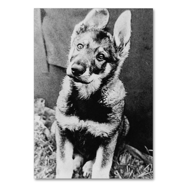 Retro photo of homemade dog table number (Front)