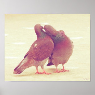 Retro Pigeon Love Birds Kissing Couple Photo Poster