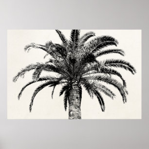 Retro Tropical Island Palm Tree in Black and White Poster