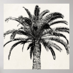 Retro Tropical Island Palm Tree in Black and White Poster