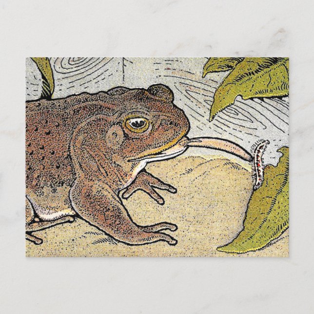 Retro Vintage Frog Book Illustration Postcard (Front)