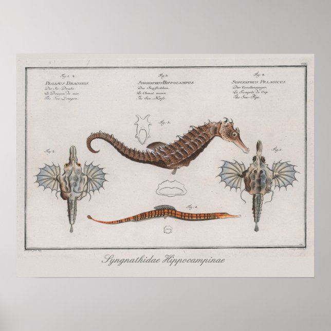 Retro Vintage Zoological Seahorse Drawing Poster (Front)