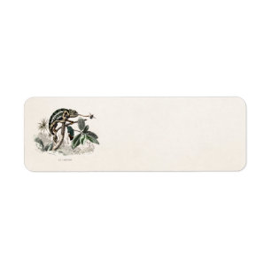 Rétros caméléons de 1800s de lézard vintage de