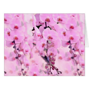 rêve d'orchidée