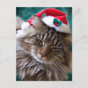 Réveillez-moi Carte postale Père Noël Cat