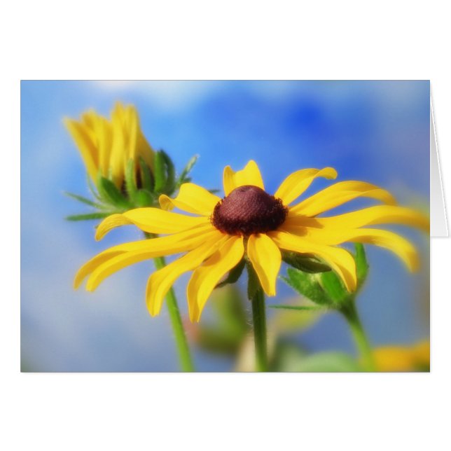 Rêves d'été de Rudbeckia (Devant horizontal)