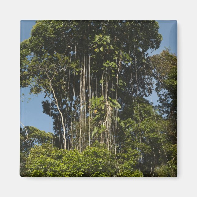 Rewa River edge Rainforest Guyana Magnet (Front)
