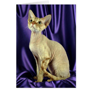 Rex, Devon, chat tigré rouge