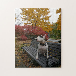 Rex in autumn jigsaw puzzle