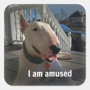 Rex The TV Terrier I am Amused sticker